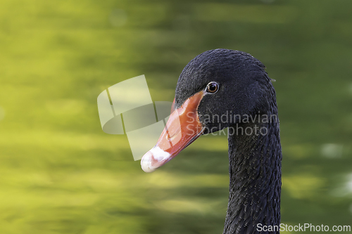 Image of portrait of a black swan over colorful reflections on lake
