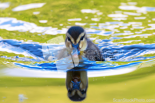 Image of reflections of cute mallard duckling