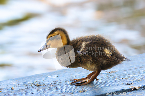 Image of small newbord duckling closeup