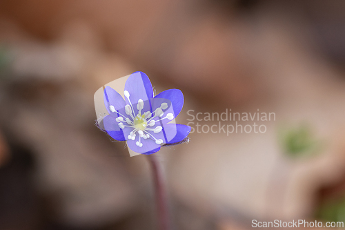 Image of colorful Hepatica nobilis in bloom