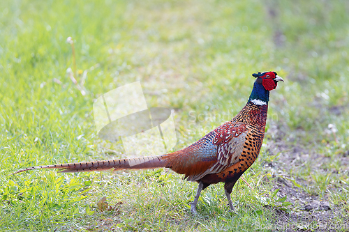 Image of colorful pheasant rooster in natural habitat