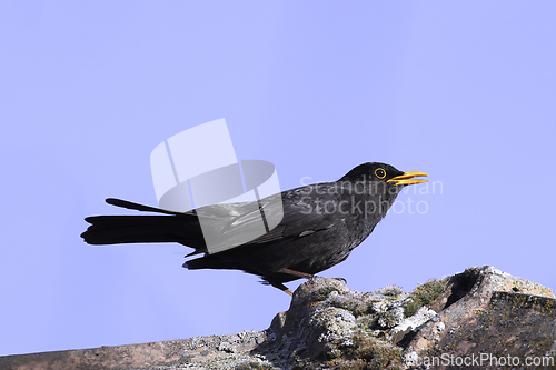 Image of common blackbird on top of the house