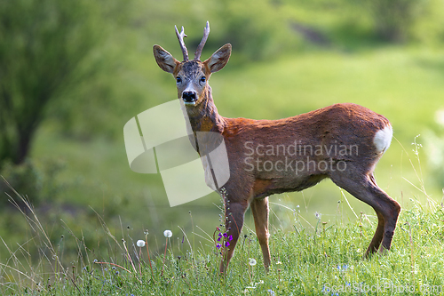 Image of curious roe deer buck in natural habitat