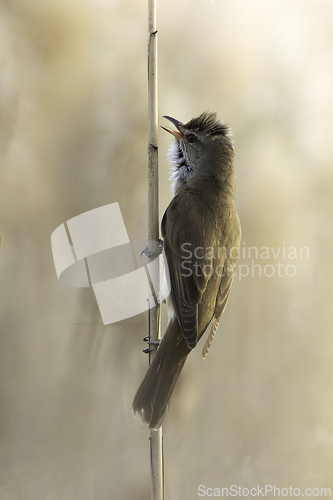 Image of great reed warbler in natural habitat