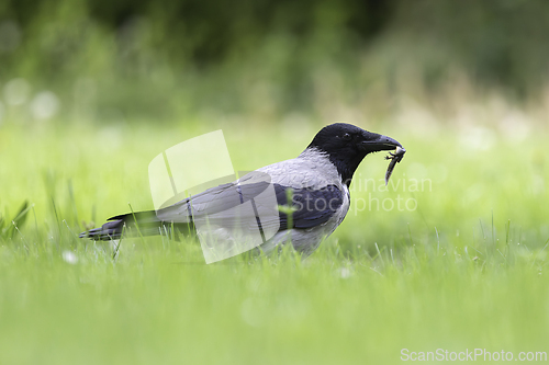 Image of hungry hooded crow hunting for newts