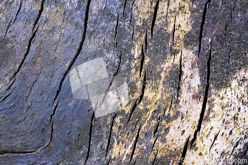 Image of interesting natural wooden pattern