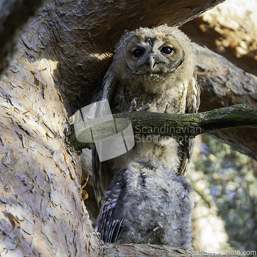 Image of juvenile curious tawny owl