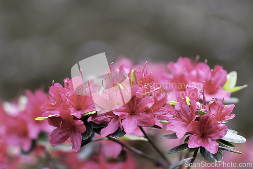 Image of pink rhododendron flowers detail