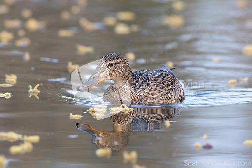 Image of wild female mallard duck on pond