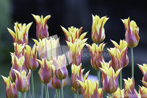 Image of closeup of motley tulips in the garden