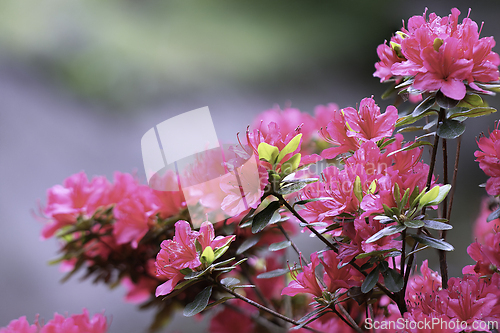Image of colorful rhododendron bush