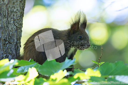 Image of common european squirrel up in the tree