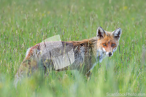 Image of curious wild fox looking at the camera