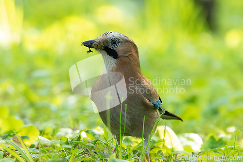 Image of european common jay with material for nesting