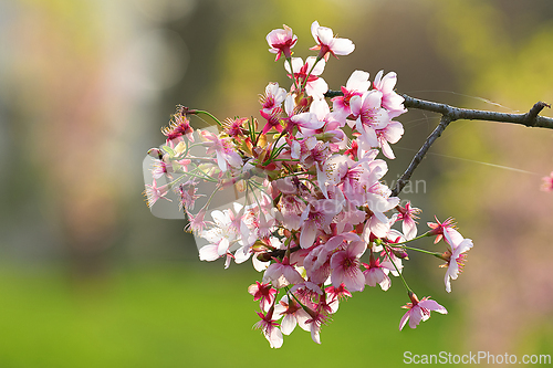 Image of japanese cherry tree in full bloom