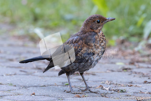 Image of juvenile common blackbird on park alley