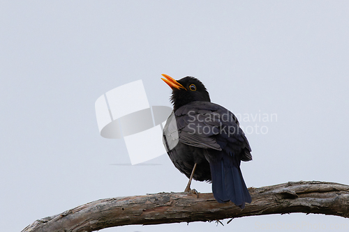 Image of male blackbird singing in mating season