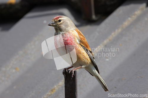 Image of male common linnet close up