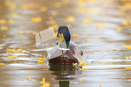 Image of mallard duck swimming in beautiful light