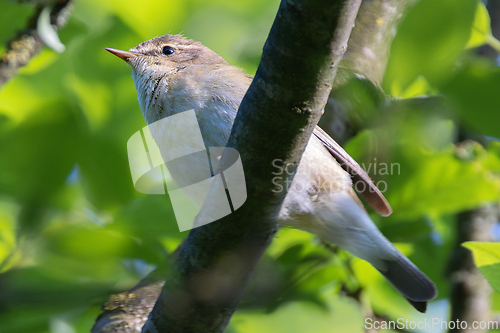 Image of close up of male common chiffchaff