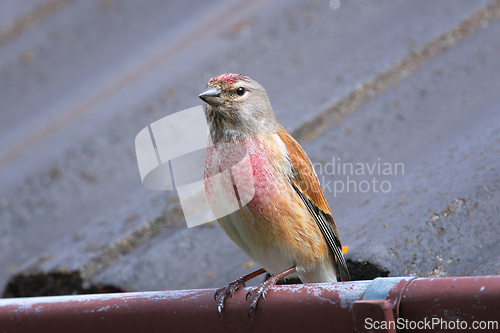 Image of common linnet in urban area