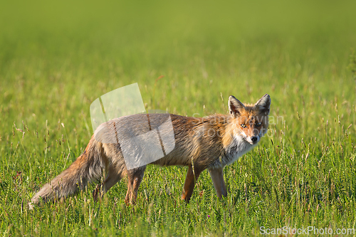 Image of common red fox in the field