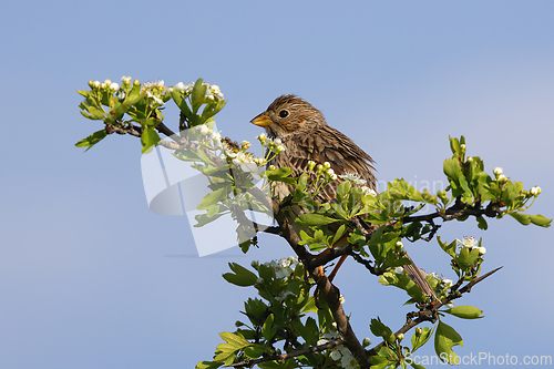 Image of corn bunting up in a hawthorn