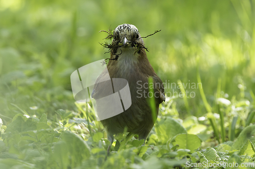 Image of eurasian jay closeup in mating season