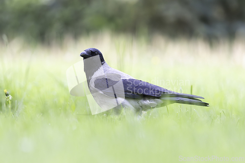 Image of hooded crow looking at the camera on green lawn