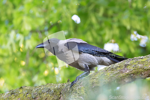 Image of hooded crow on a pine branch