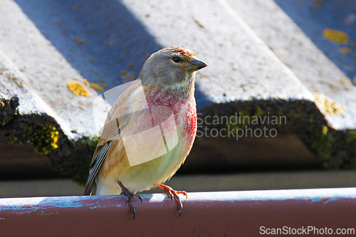 Image of male common linnet close up