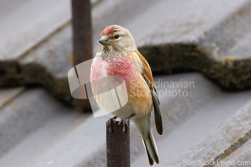 Image of male common linnet in breeding season