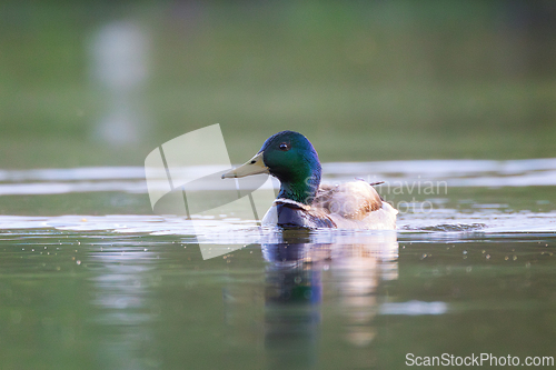 Image of male mallard on pond