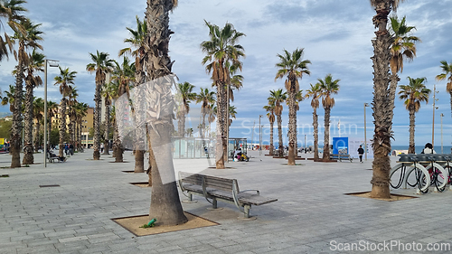 Image of BARCELONA, SPAIN - APRILL 2, 2024: Palm trees and bench in Barceloneta