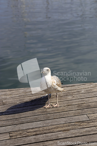 Image of Seagull standing on the pier against the sea