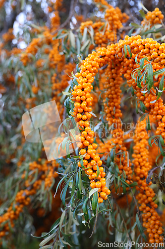 Image of Branch of sea buckthorn with bright ripe berries