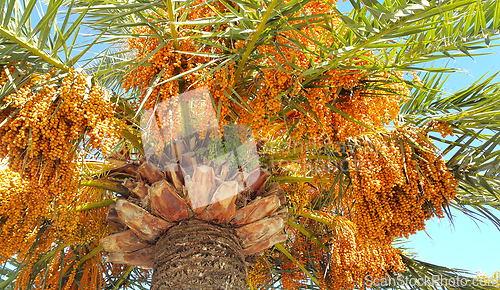 Image of Branches of palm with bright orange fruits