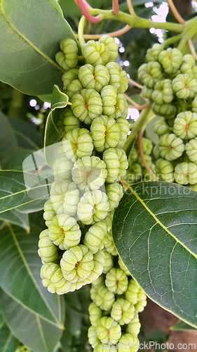 Image of Branches with fruits of Phytolacca dioica 