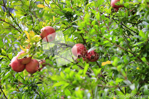 Image of Ripe pomegranate fruits hanging on a tree branches