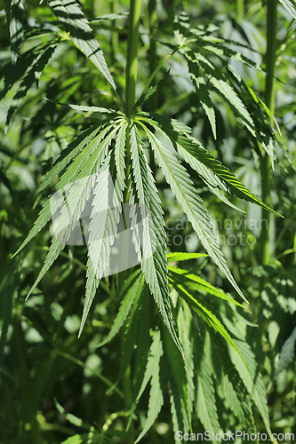 Image of Green fresh foliage of cannabis plant, hemp, marijuana