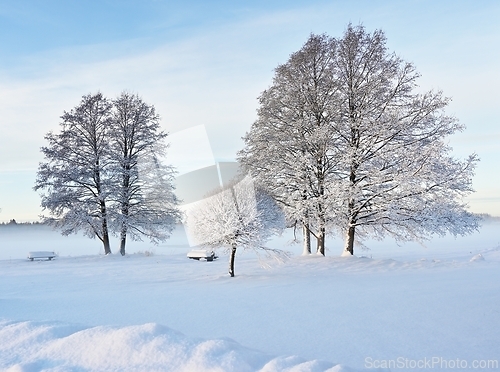 Image of beautiful winter landscape in the park on a sunny day