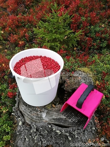 Image of a bucket of lingonberries and a berry picker in the autumn fores