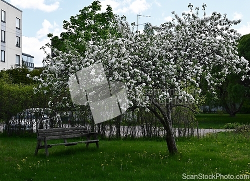 Image of blooming apple tree and a wooden bench in the courtyard 