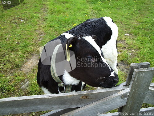 Image of Cow