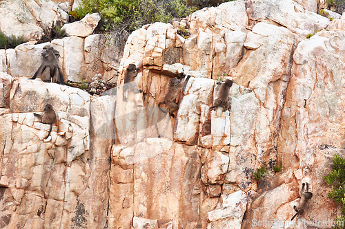 Image of Baboon, adventure on mountain and environment in nature with playing, climbing on rock and landscape in Africa. Monkey, group and animal in natural habitat on cliff outdoor for wildlife and travel