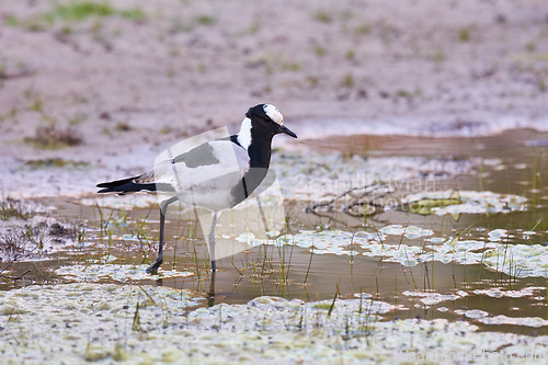 Image of Bird, water and walk in natural habitat for conservation, ecosystem and environment for wildlife. Blacksmith, lapwing and wetland in Rural Kenya in Tanzania, nature and feathered animal in lake.