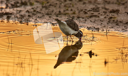 Image of Bird, water and drink in natural habitat for conservation, ecosystem and environment for wildlife. Killdeer, urban and sunset with wetland in California, nature and indigenous animal in lake.