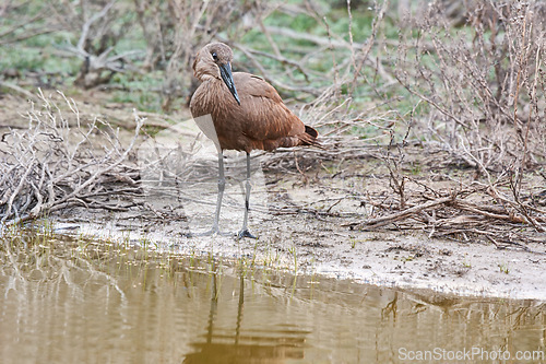 Image of Bird, water and river in natural habitat for conservation, ecosystem and environment for wildlife. Hammerhead or hamerkop, Africa and wetland in Madagascar, nature and feathered animal in lake.