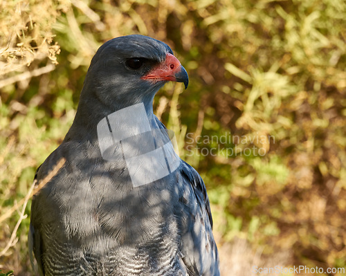 Image of Bird, eagle and tree in environment for ecology with ecosystem, feathers and wings outdoor in natural habitat. Wild animal, hawk and carnivore by plants in nature for hunting, predator and wildlife