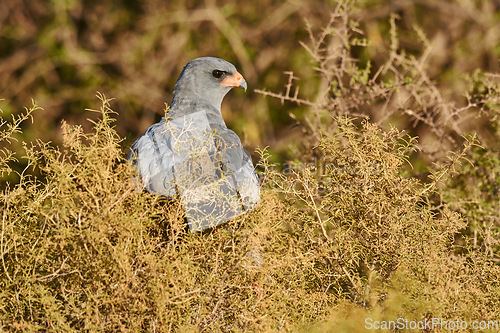 Image of Bird, hawk and tree in nature for ecology with ecosystem, feathers and wings outdoor in natural habitat. Wild animal, eagle and carnivore in woods or environment for hunting, predator and wildlife